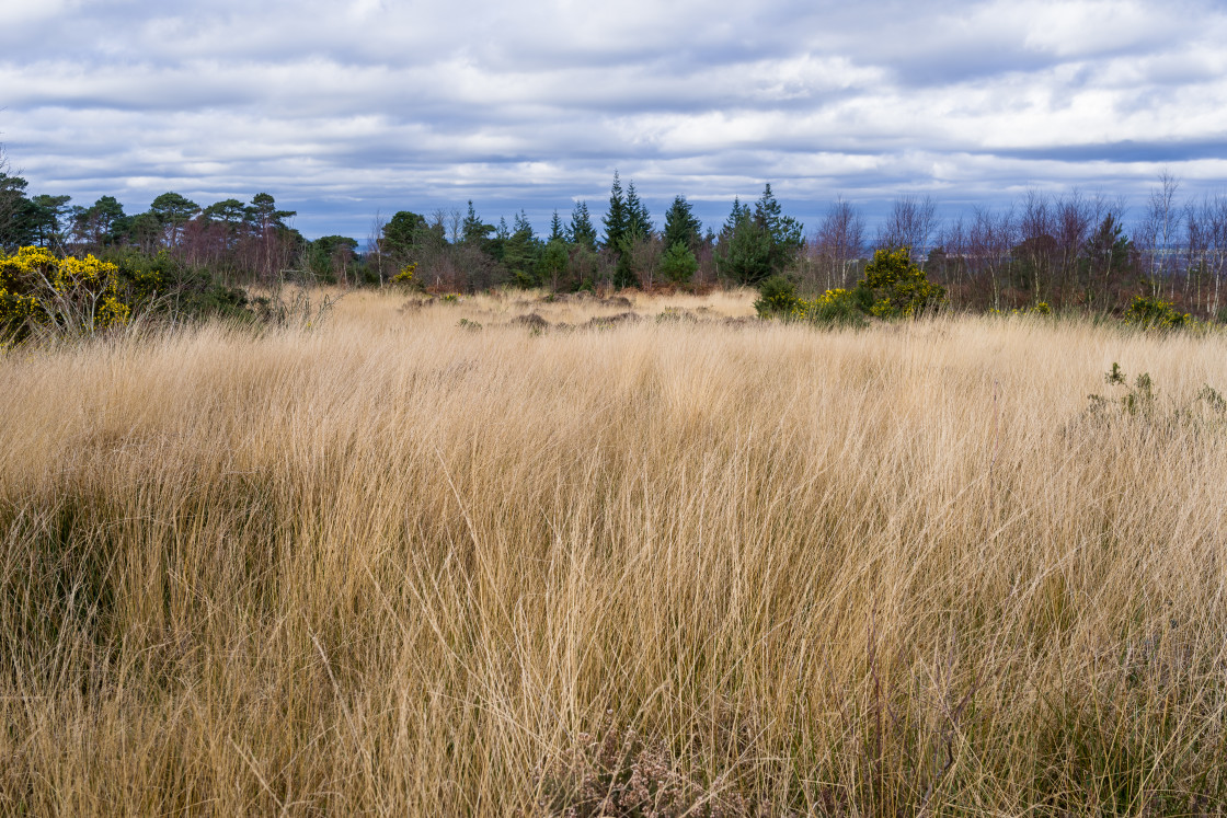"Long Winter Grass" by Gordon England - $12.71 "Long Winter Grass" stock image