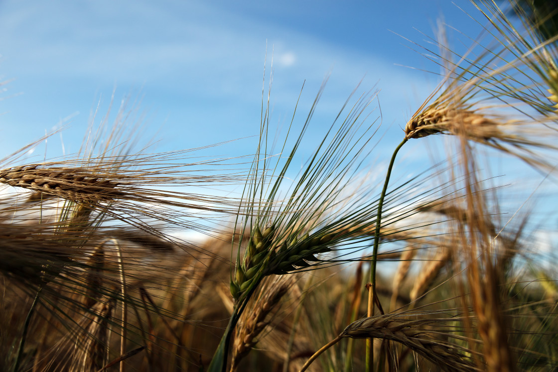 "WHEAT STALKS IN THE WIND" by LYDIBERN.ART - £15.00 "WHEAT STALKS IN THE WIND" stock image