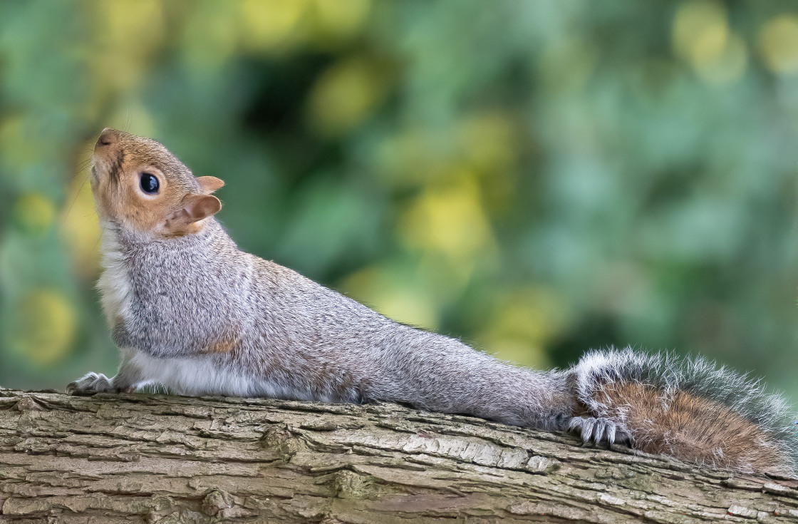 "Squirrel Yoga :)" stock image