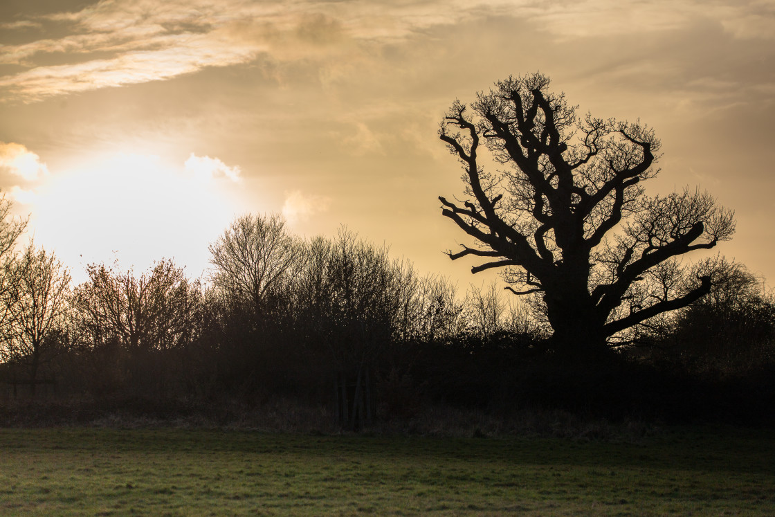 "Oak Tree Silhouette at Sunset" stock image