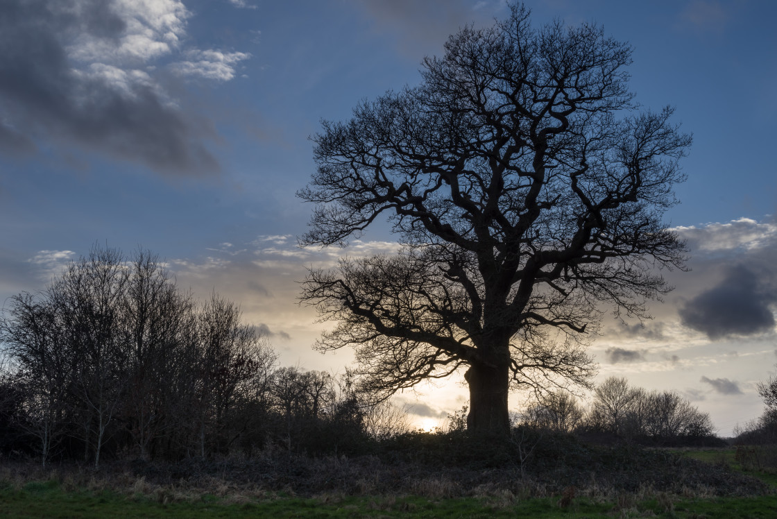 "Oak Tree at Sunset" by Gordon England - $12.62 "Oak Tree at Sunset" stock image