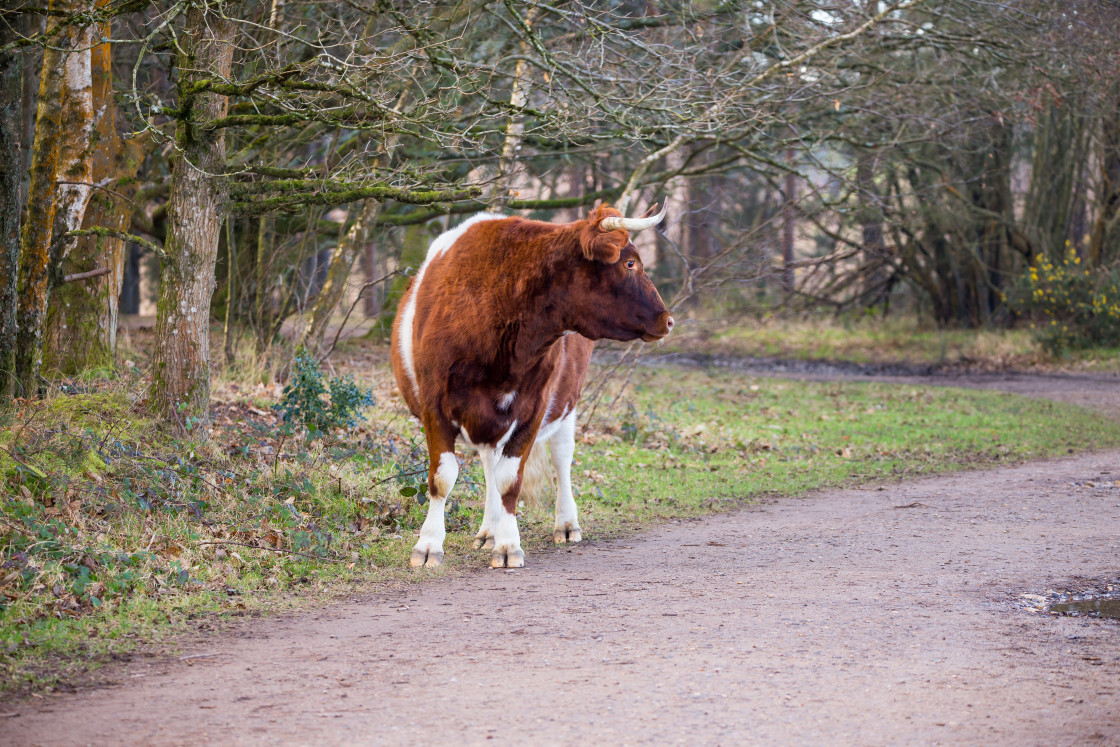 "Cow" stock image