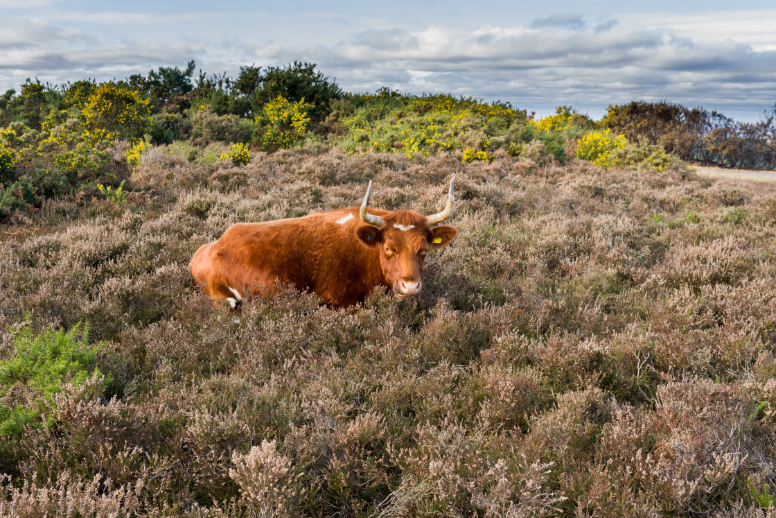 "Cow in Heather" stock image