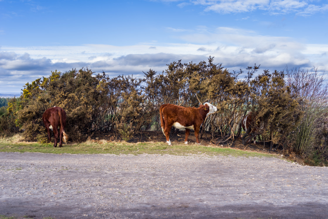 "Cows Eating Toasted Gorse" stock image