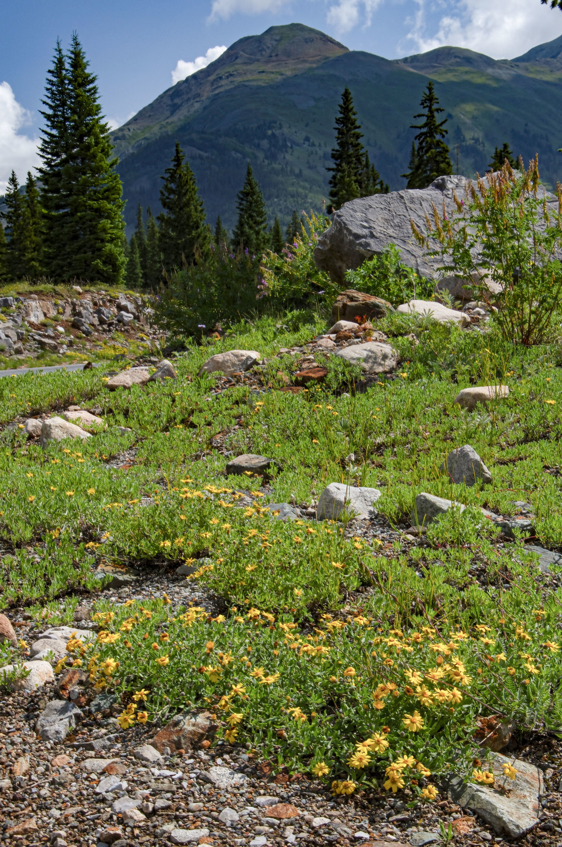 "Kendall Mountain Wildflowers" stock image