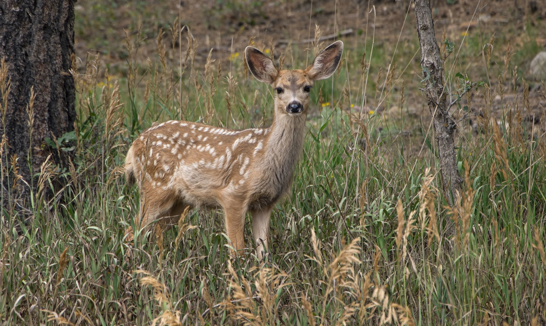 "Mule Deer Fawn" stock image