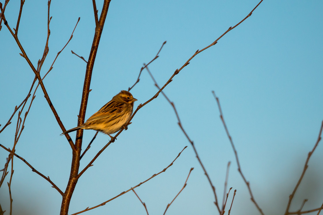 "Female Reed Bunting" stock image