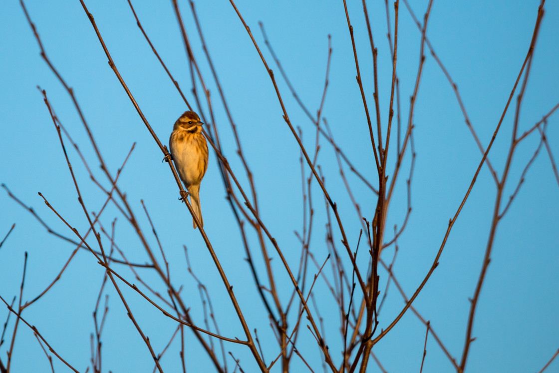 "Female Reed Bunting" stock image