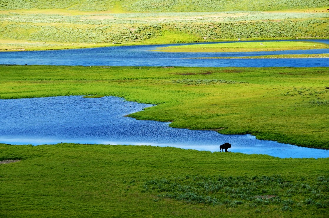 "Lone Bison, Yellowstone River Valley." stock image