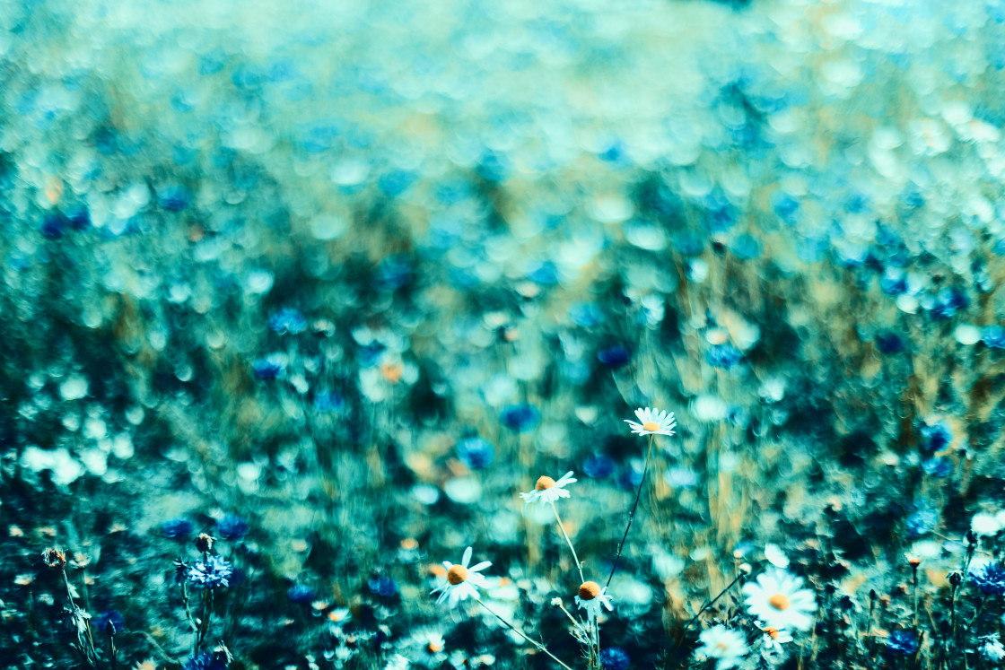 "TURQUOISE FLOWERFIELD WITH A DEEP BOKEH" by LYDIBERN.ART - £15.00 "TURQUOISE FLOWERFIELD WITH A DEEP BOKEH" stock image