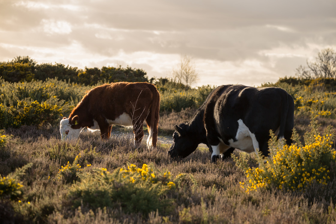 "Cows" stock image