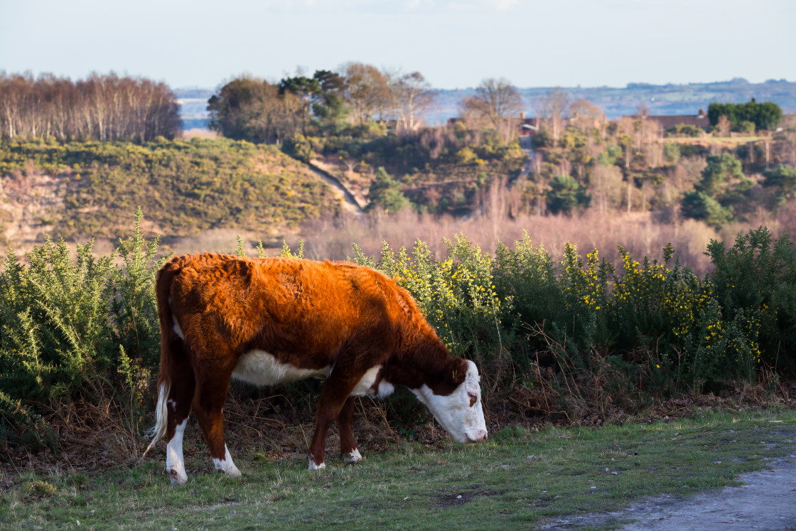 "Cow Grazing" stock image