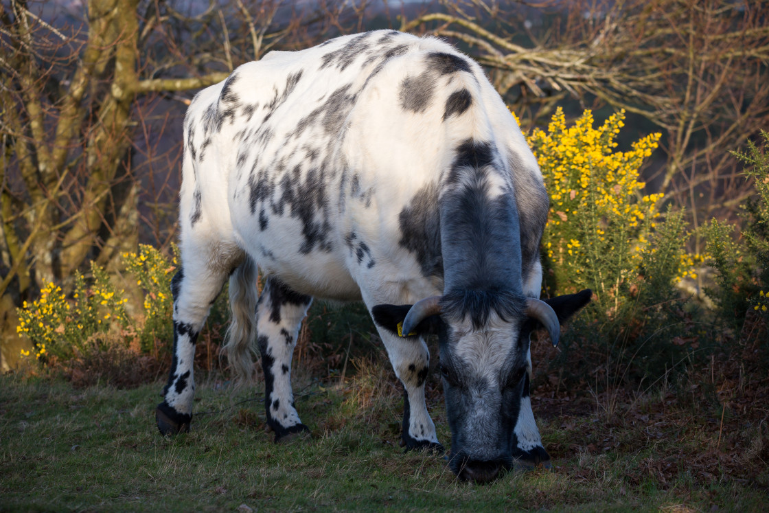 "Cow Grazing" stock image