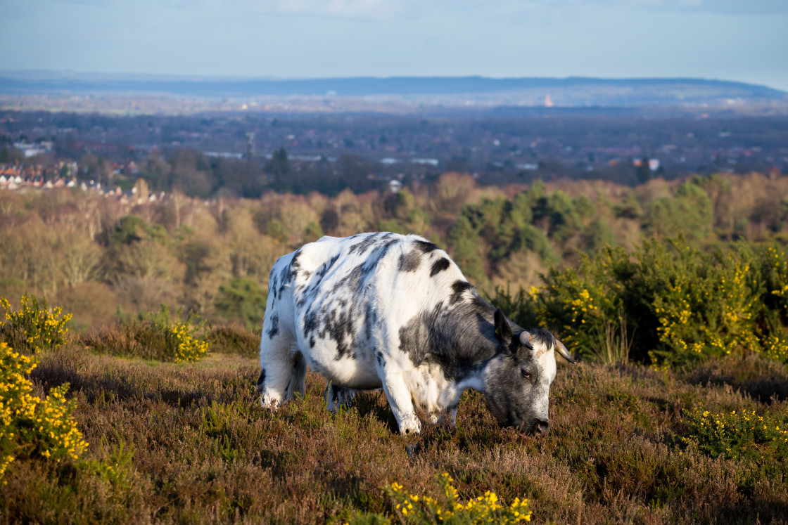 "Cow in Landscape" stock image