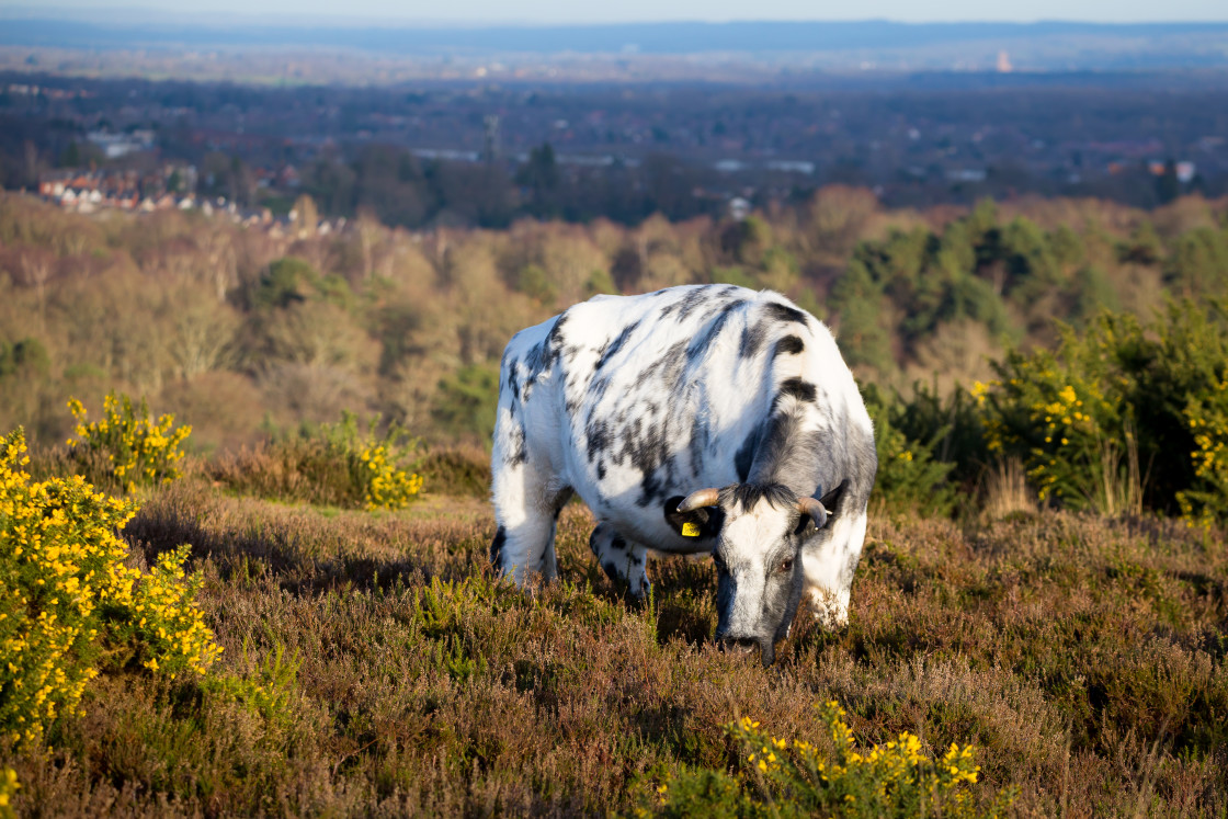 "Cow in Landscape" stock image