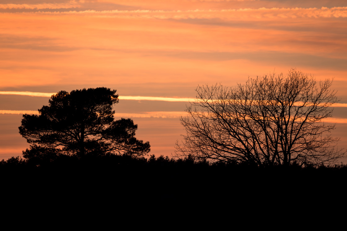 "Trees After Sunset" stock image