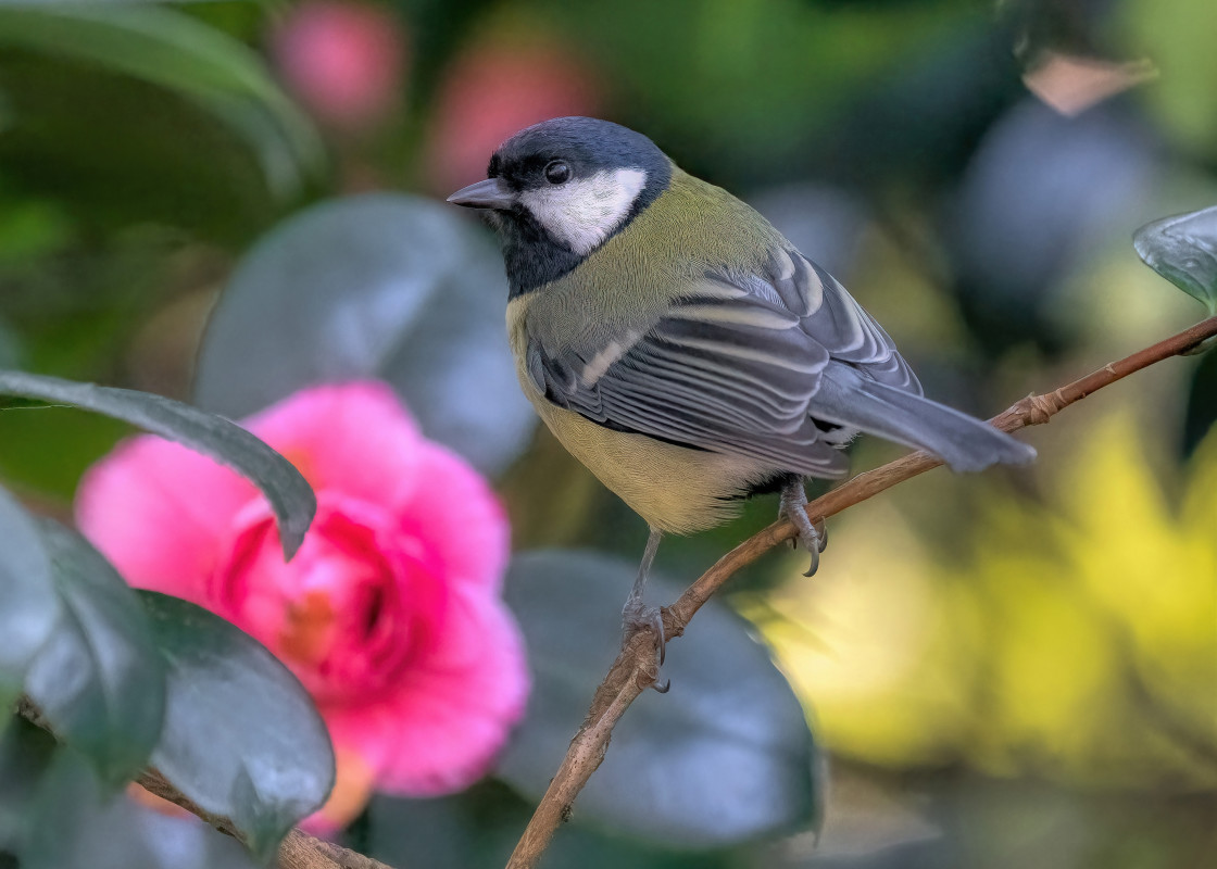 "Great Tit @ Springtime" stock image