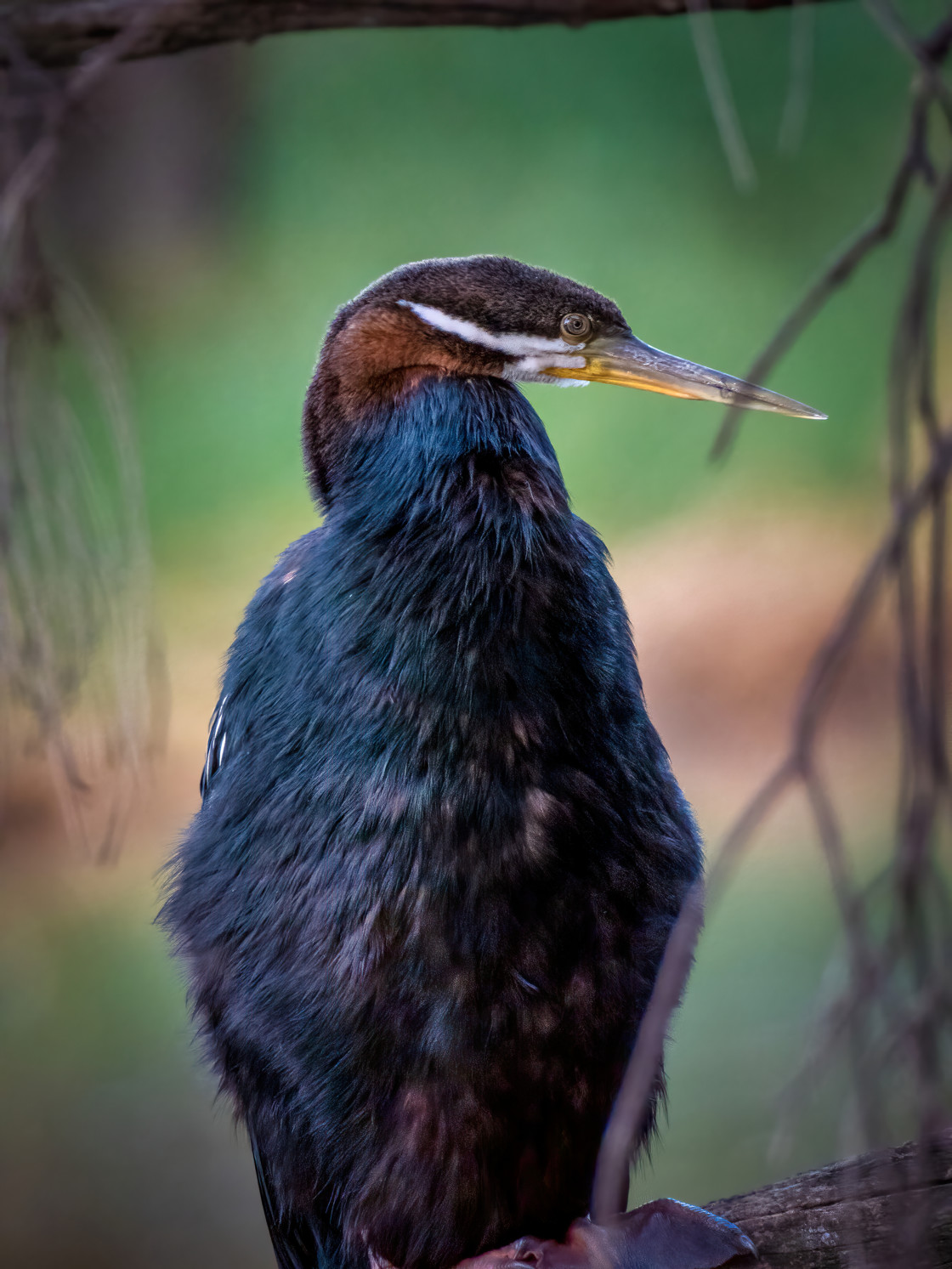 "Darter Portrait" stock image