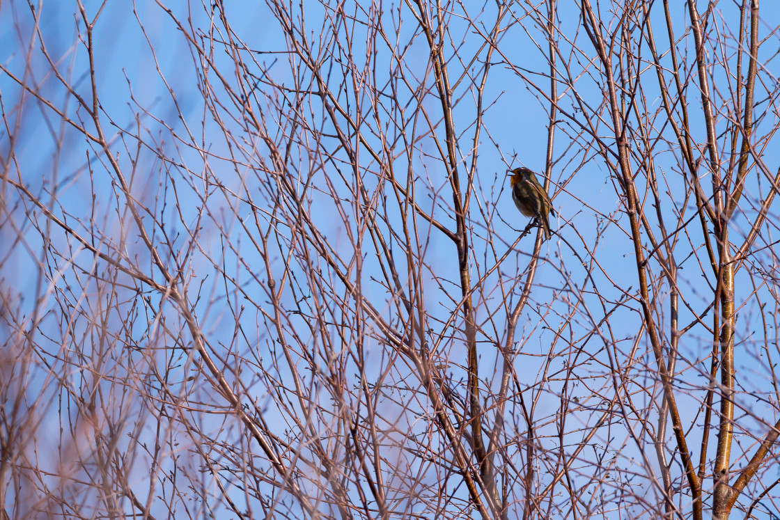 "Robin Singing" stock image