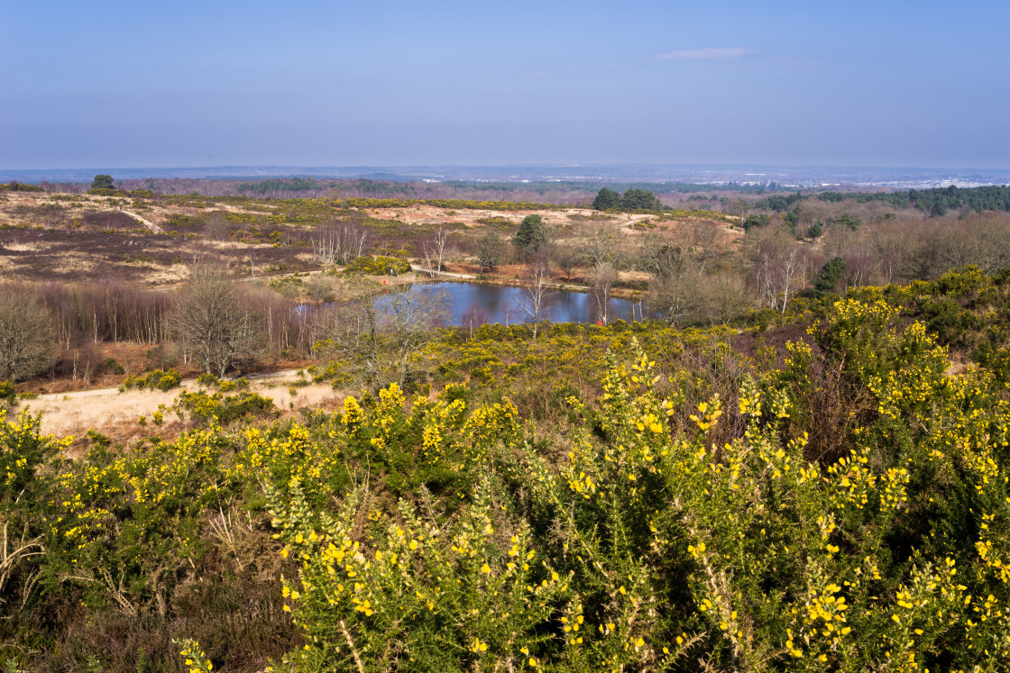 "Heathland Landscape" stock image