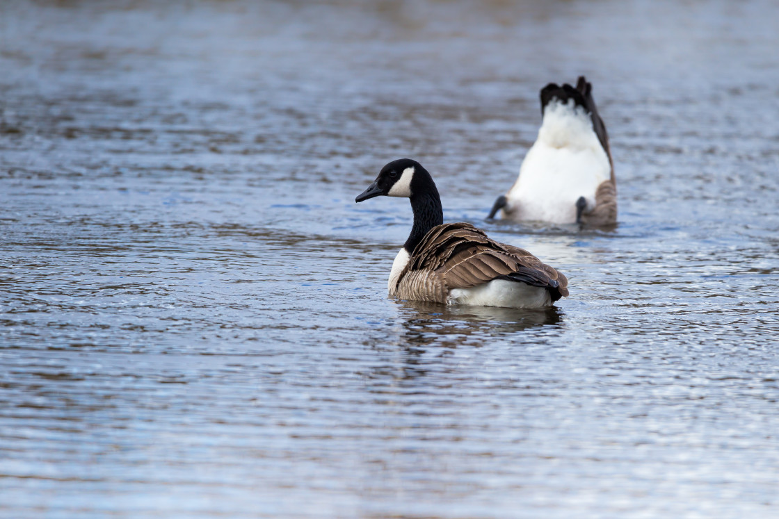 "Geese" stock image