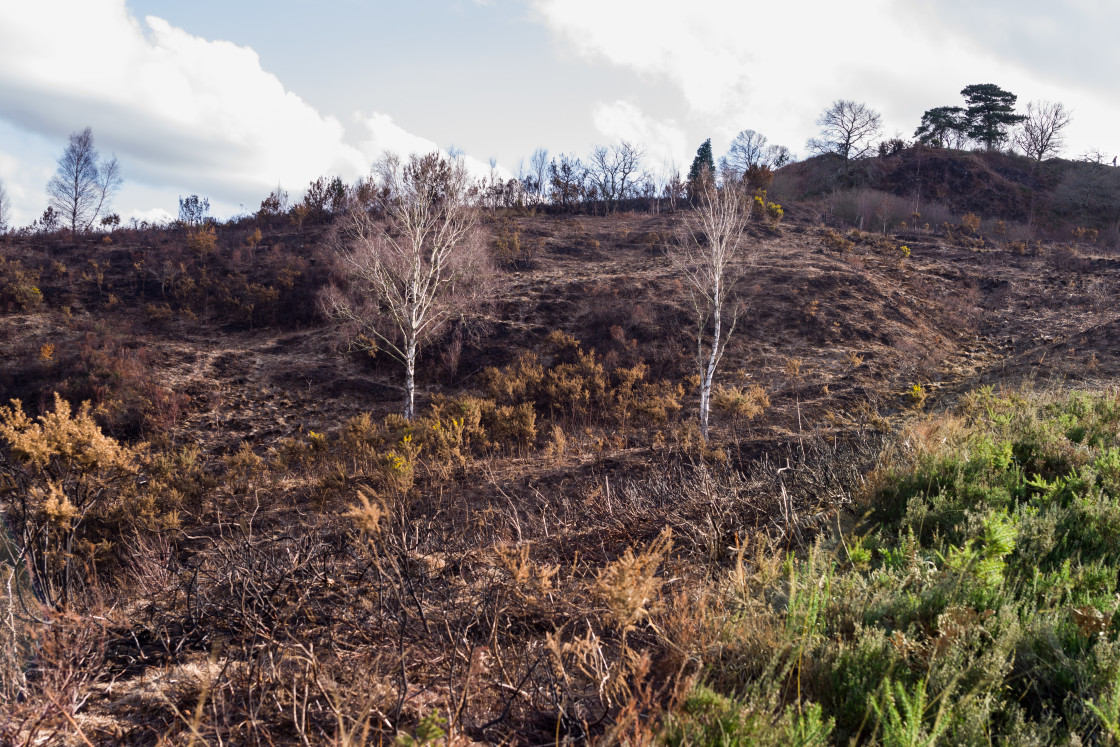 "Fire Scarred Landscape" stock image