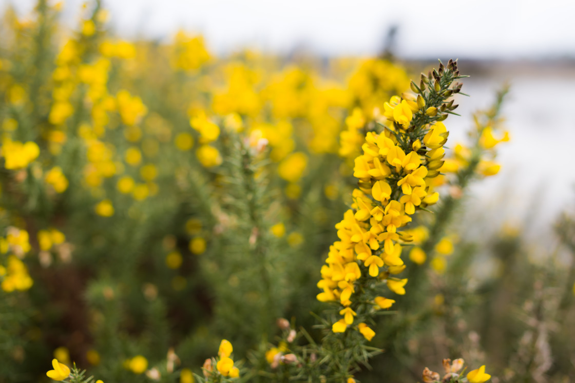 "Gorse Flower" by Gordon England - $12.63 "Gorse Flower" stock image