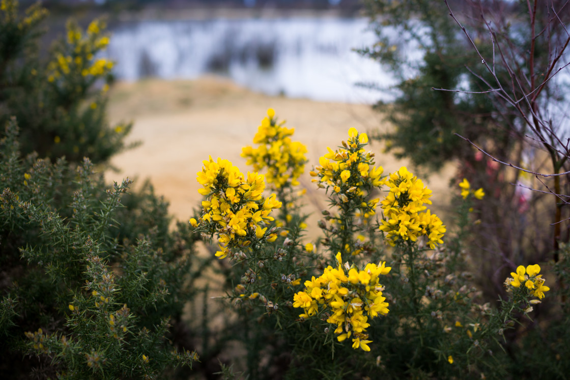 "Gorse Flower" stock image