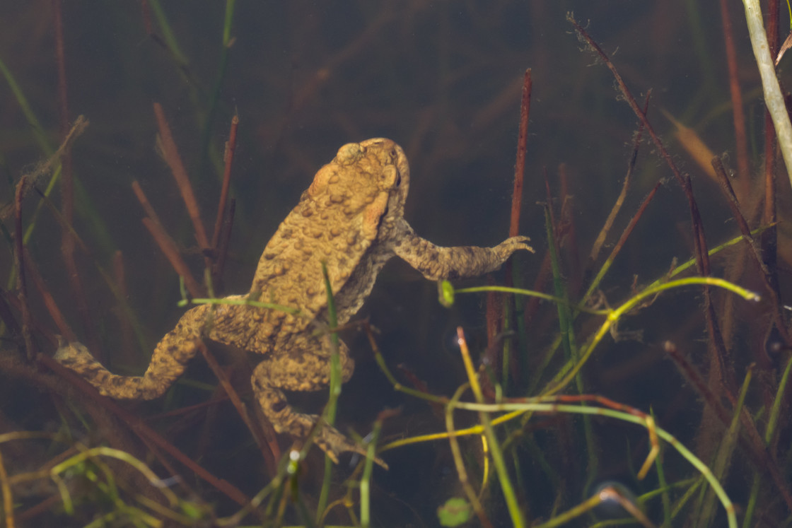 "Toad Swimming Underwater" stock image