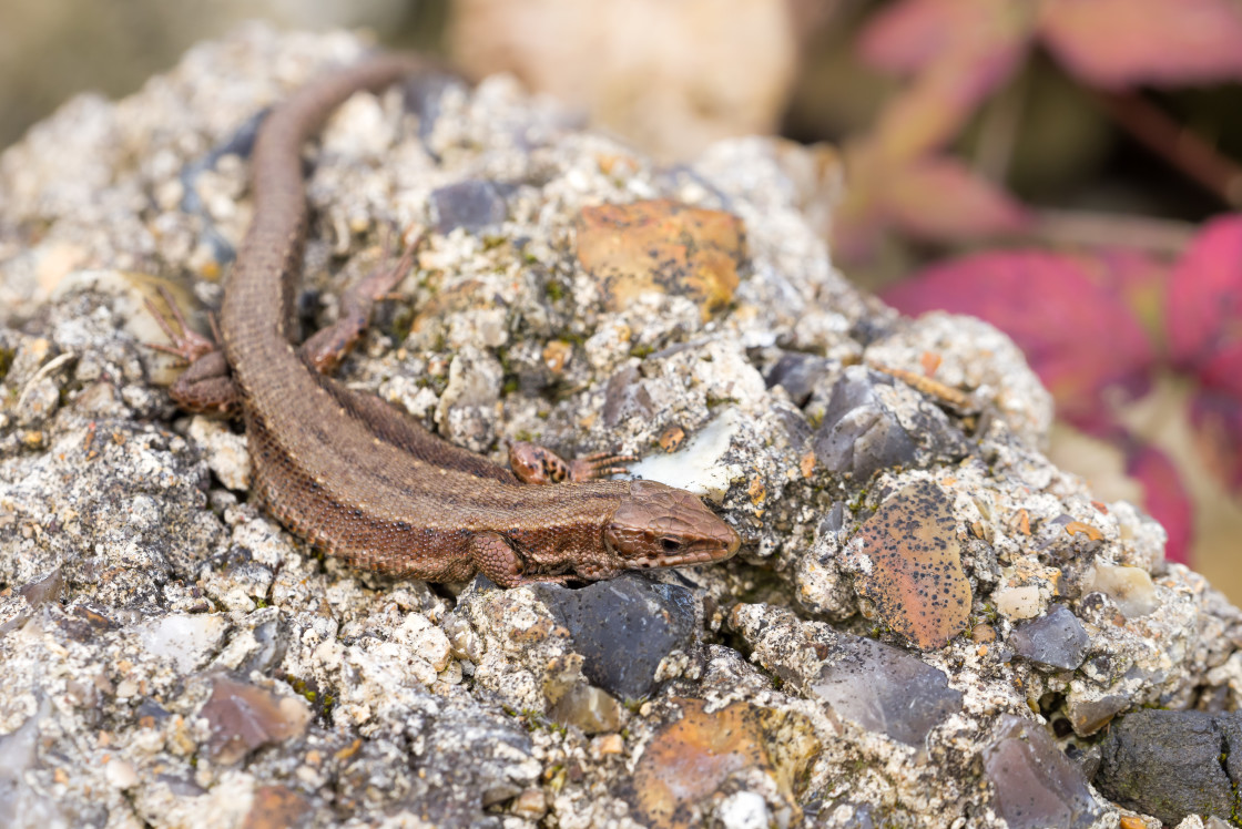 "Viviparous Lizard" stock image