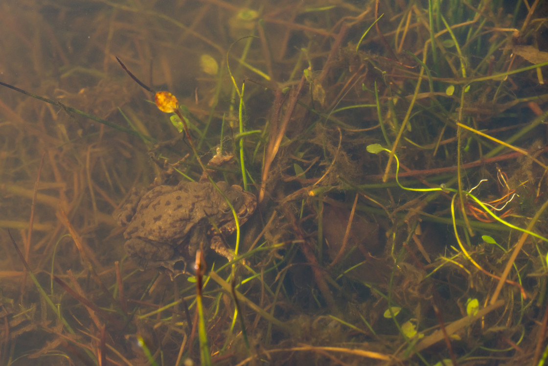 "Toads Embrace" stock image