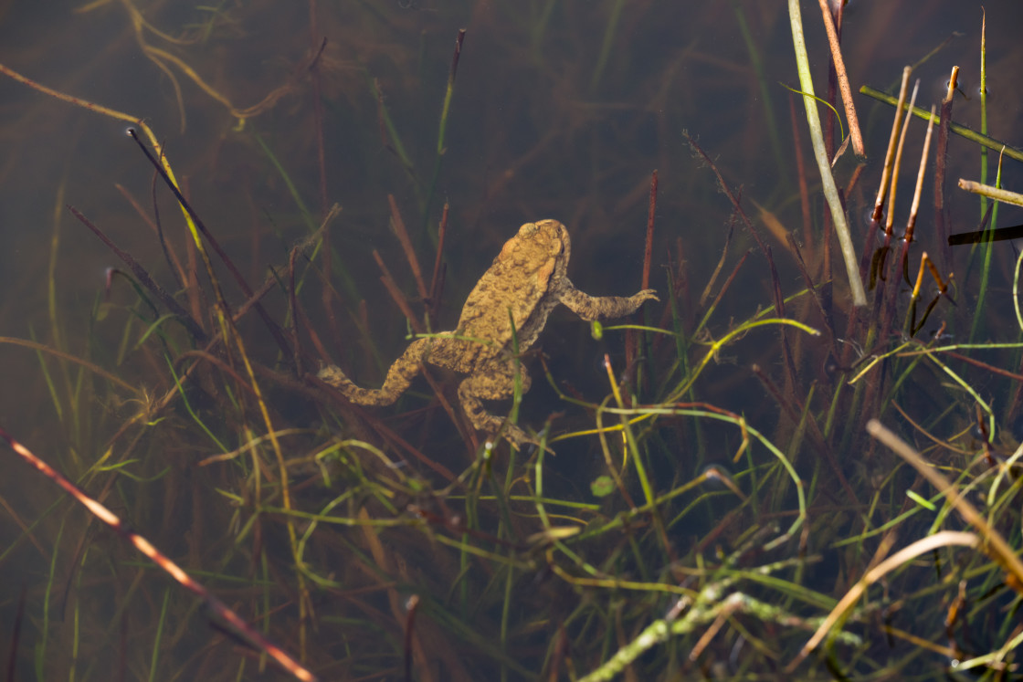 "Toad Swimming Underwater" stock image