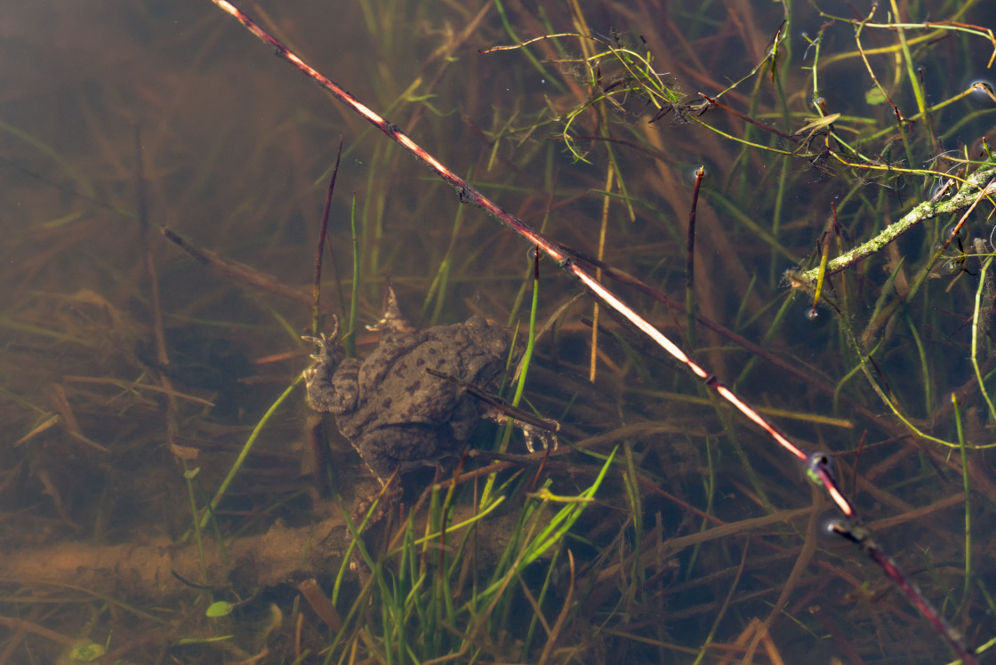 "Toad Coupling" stock image