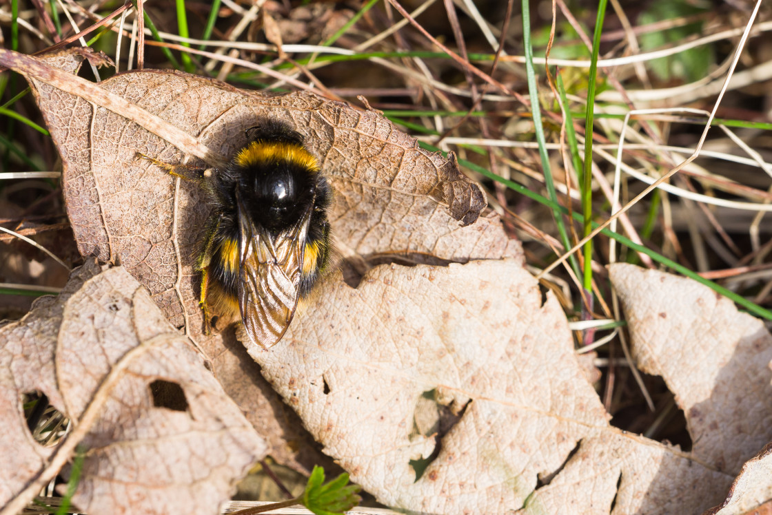"Queen Buff-tailed Bumblebee" by Gordon England - $12.56 "Queen Buff-tailed Bumblebee" stock image
