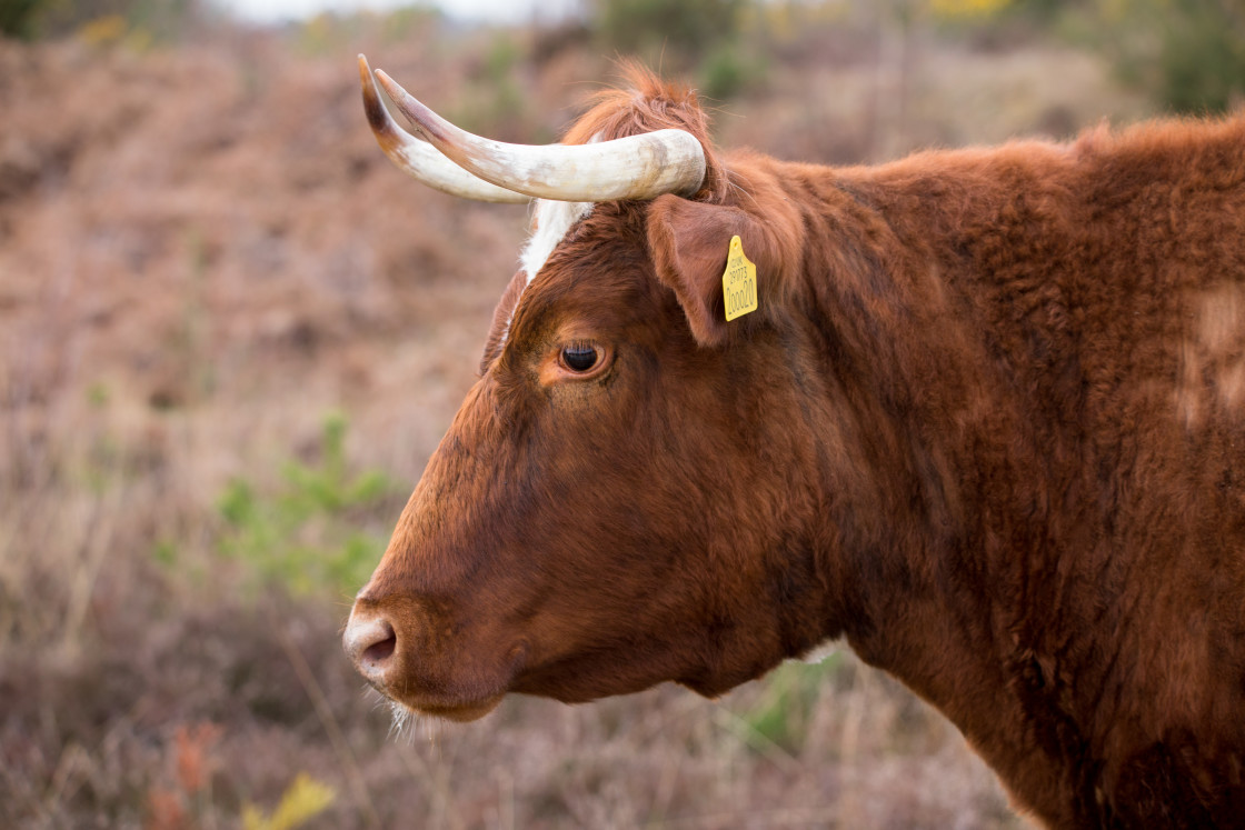 "Cow Portrait" stock image