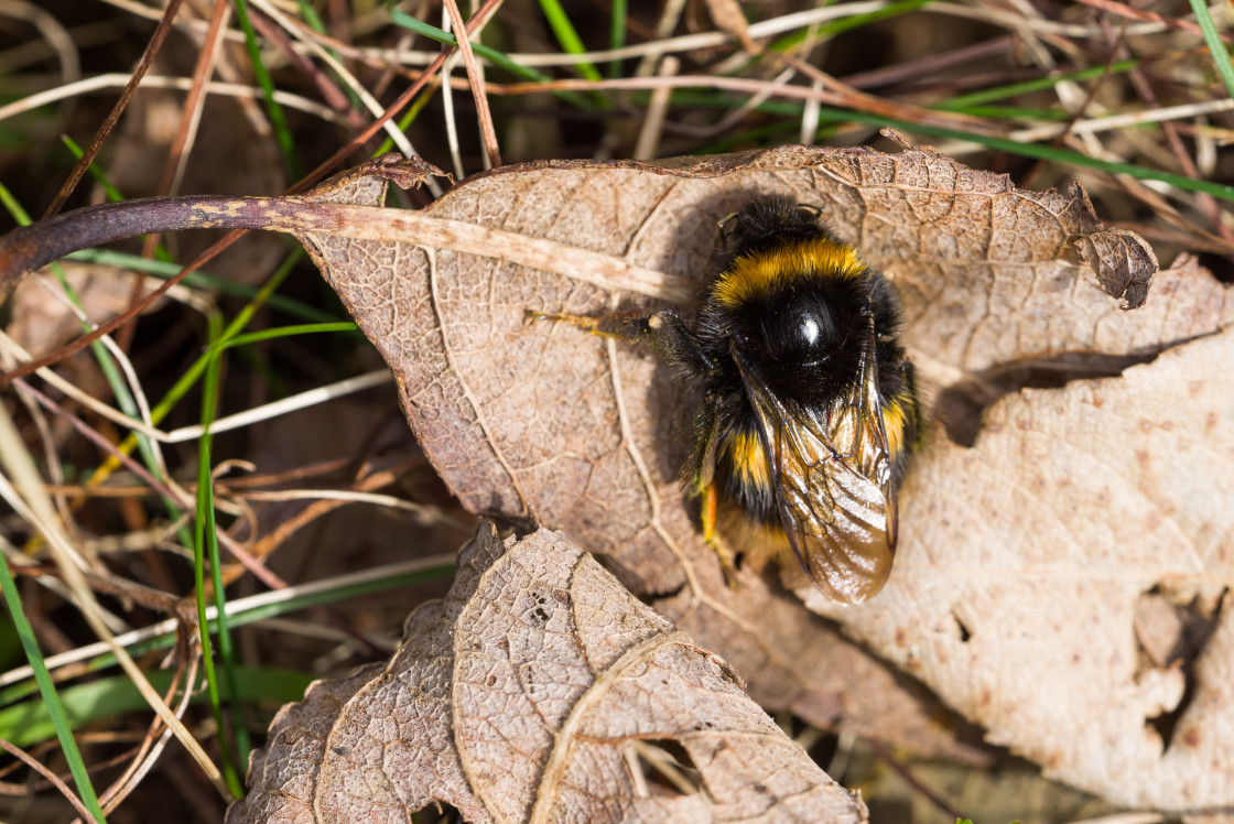 "Queen Buff-tailed Bumblebee" by Gordon England - $12.56 "Queen Buff-tailed Bumblebee" stock image