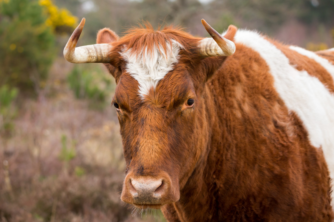 "Cow Portrait" stock image