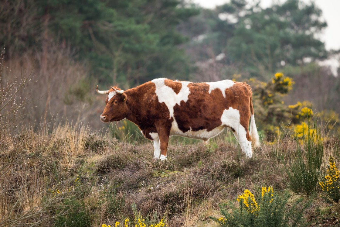 "Bullock" stock image