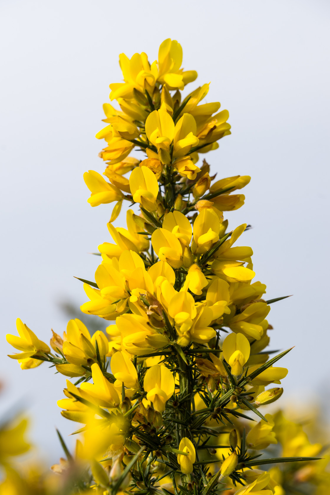 "Gorse Flower" stock image