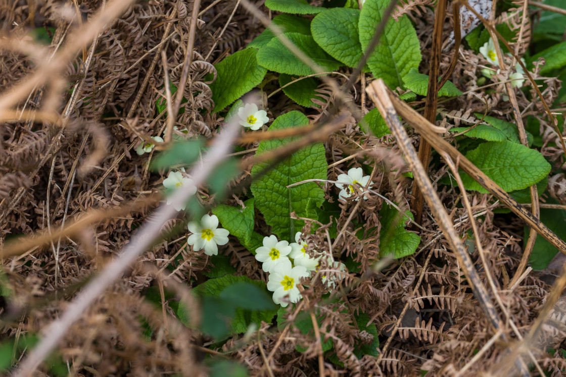 "Primrose Flowers" stock image