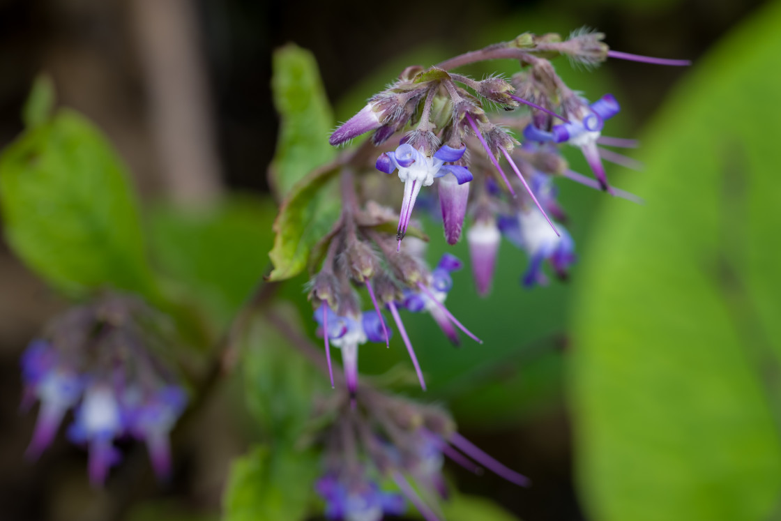 "Wildflowers" stock image