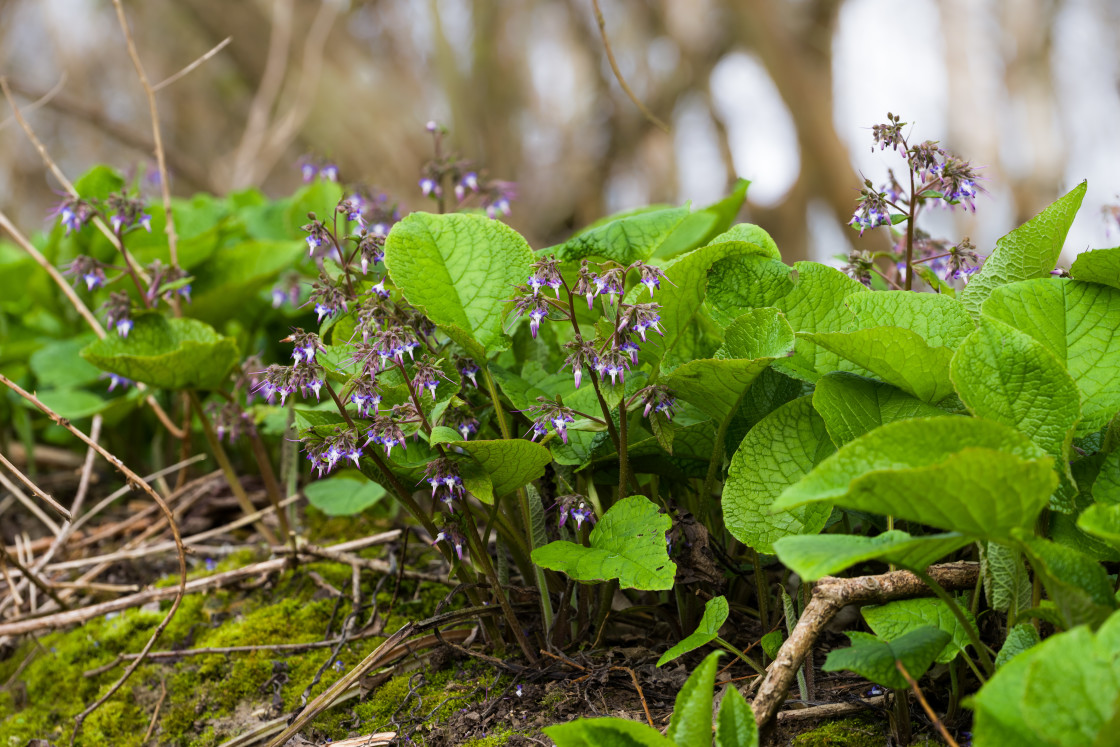 "Wildflowers" stock image