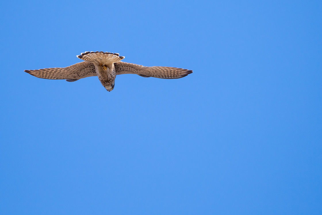 "Kestrel" stock image