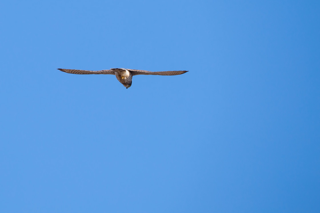 "Kestrel" stock image