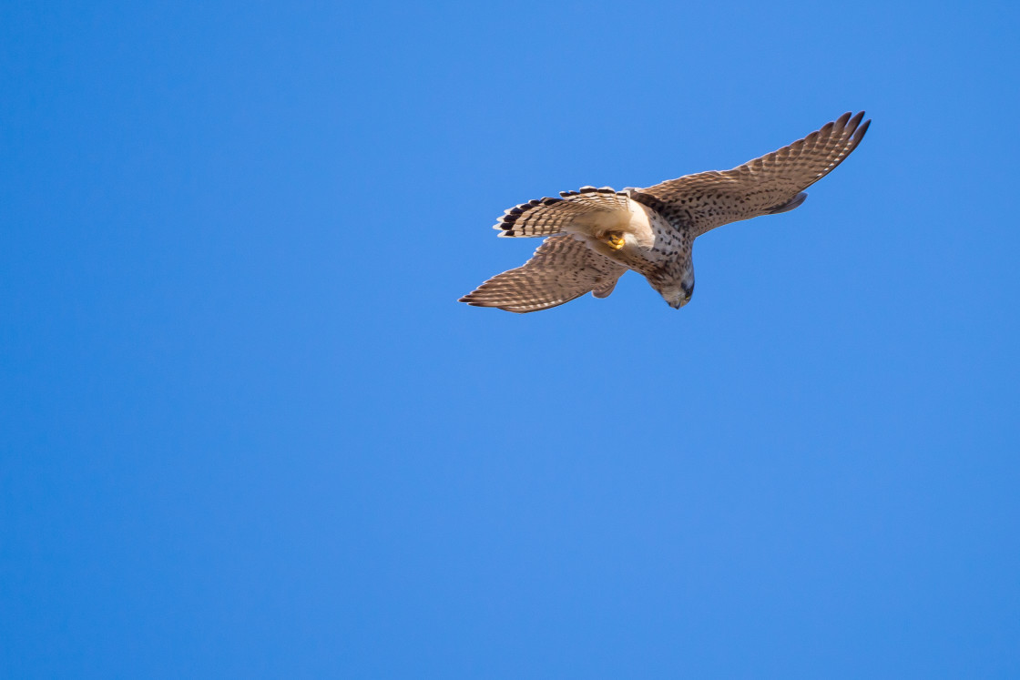 "Kestrel Hovering" stock image