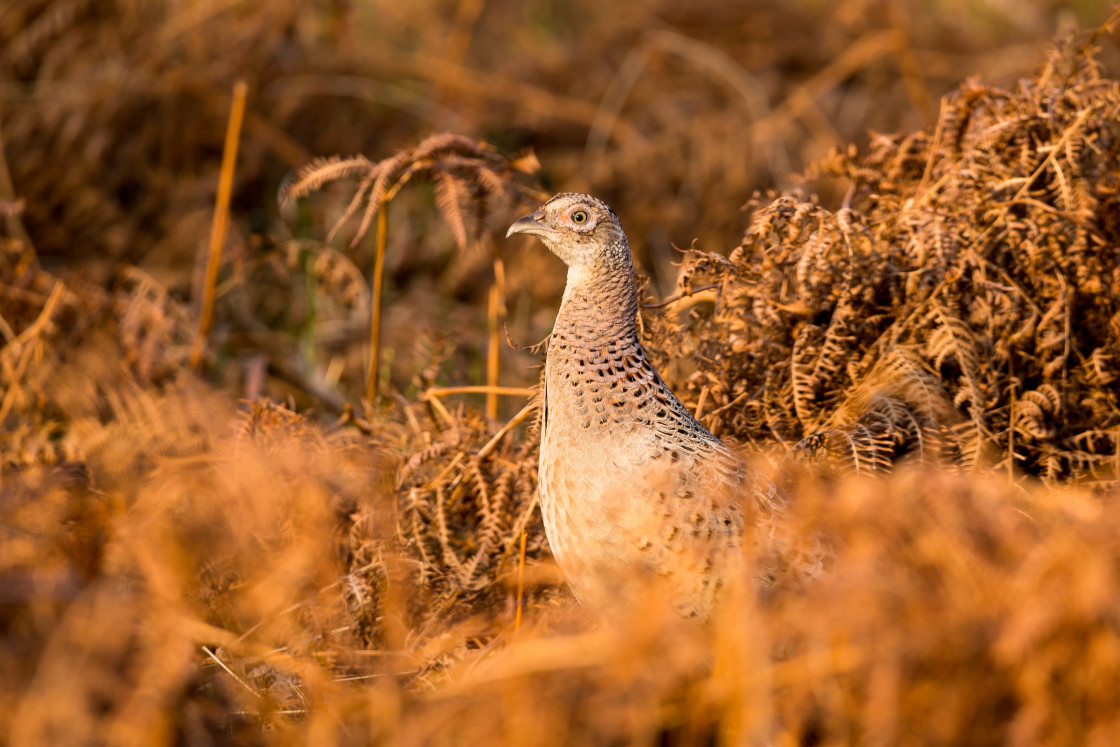 "Pheasant" stock image