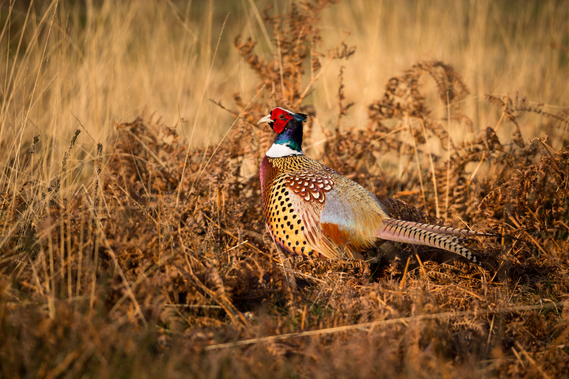 "Pheasant" stock image