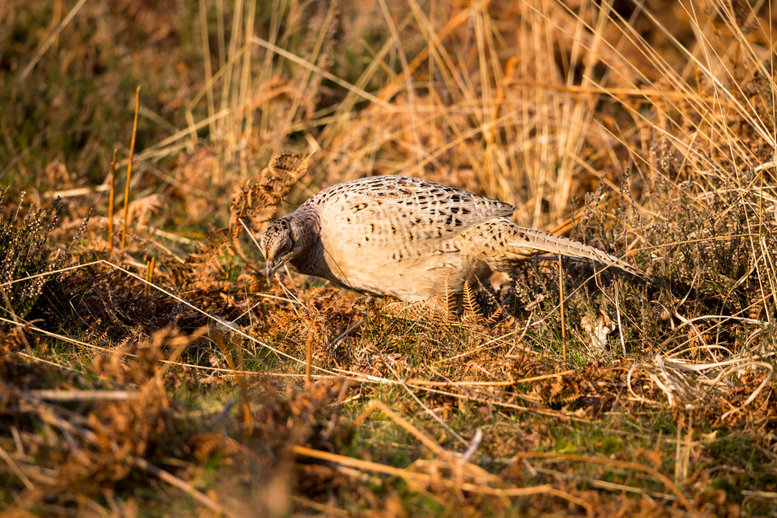 "Pheasant" stock image