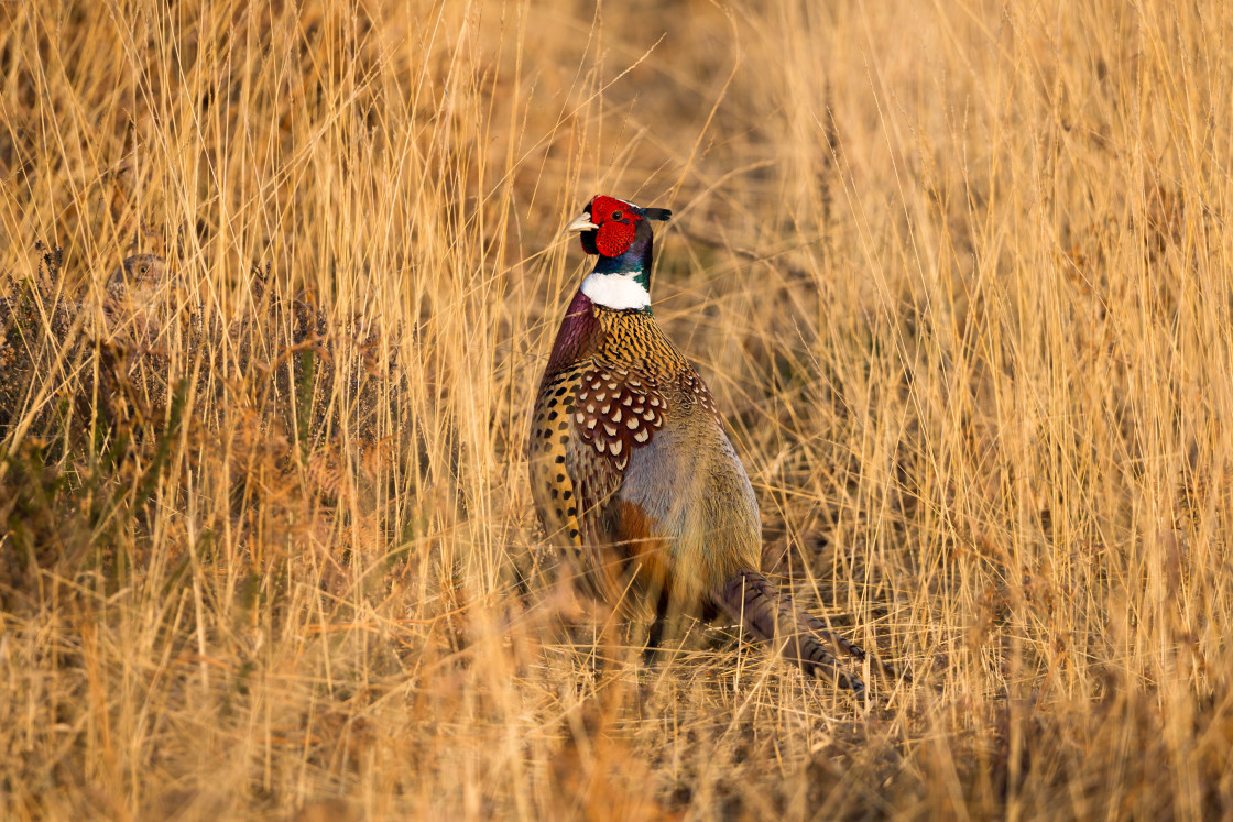 "Pheasant" stock image