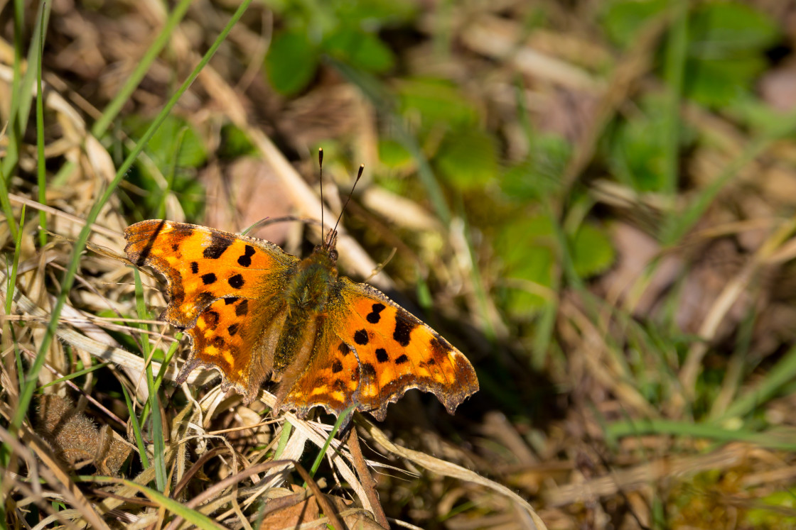 "Comma Butterfly" stock image